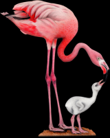 Na skrzyd�ach: Ptaki Ameryk