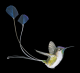 Na skrzyd�ach: Ptaki Ameryk