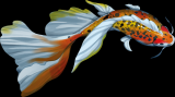 Koi (edycja polska)